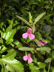 Impatiens chinensis