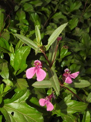 Impatiens chinensis