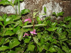 Impatiens chinensis