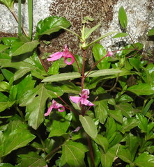 Impatiens chinensis