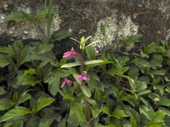Impatiens chinensis