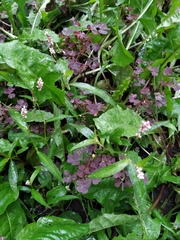 Oxalis stricta