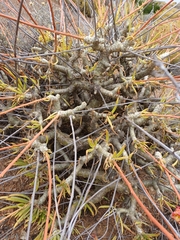 Tylecodon paniculatus × wallichii