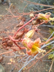 Tylecodon paniculatus × wallichii