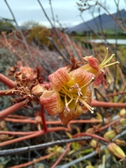 Tylecodon paniculatus × wallichii
