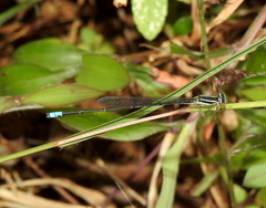 Aciagrion
