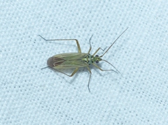 Oncotylus viridiflavus
