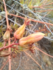 Tylecodon paniculatus × wallichii