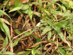 Aciagrion