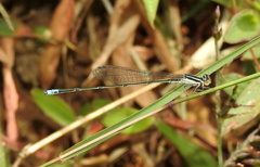 Aciagrion