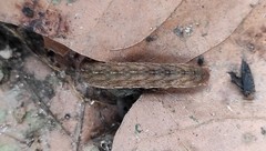 Noctuidae