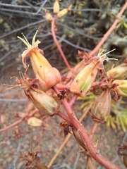 Tylecodon paniculatus × wallichii