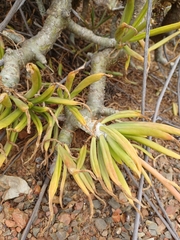 Tylecodon paniculatus × wallichii