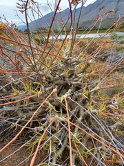 Tylecodon paniculatus × wallichii