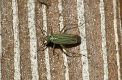 Oncotylus viridiflavus
