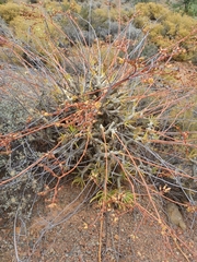 Tylecodon paniculatus × wallichii