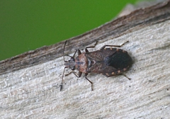 Orsillus depressus