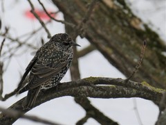 Sturnus vulgaris