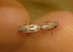 Ortholomus punctipennis