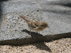 Passer domesticus