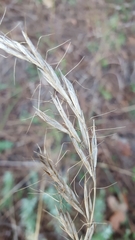 Helictochloa bromoides