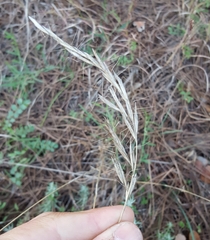 Helictochloa bromoides