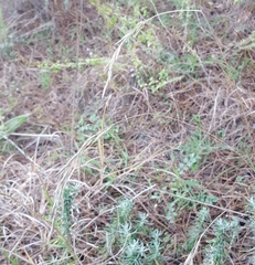 Helictochloa bromoides