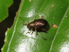 Percolaspis