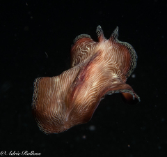 Pseudobiceros fulgor