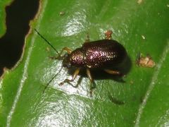 Percolaspis