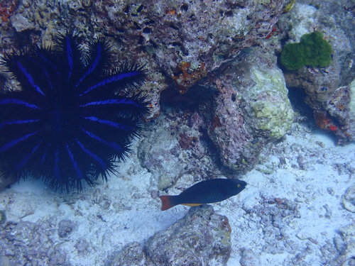 Tricolour Parrotfish (Scarus tricolor)