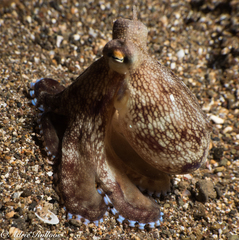 Amphioctopus