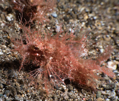 Pteroidichthys amboinensis