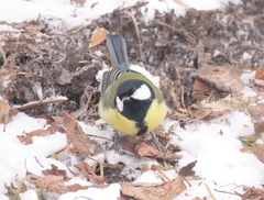 Parus major