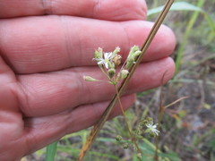 Silene baschkirorum