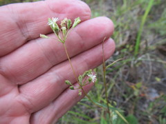 Silene baschkirorum