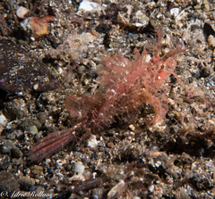 Pteroidichthys amboinensis