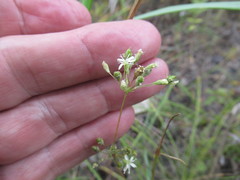 Silene baschkirorum