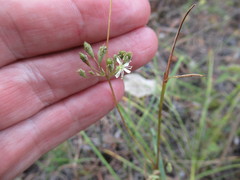Silene baschkirorum