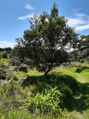 Brachylaena discolor