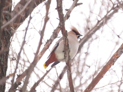 Bombycilla garrulus