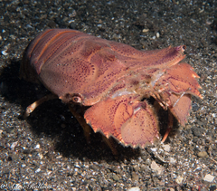 Thenus orientalis