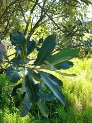 Brachylaena discolor