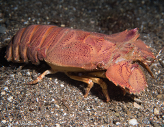 Thenus orientalis