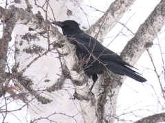 Corvus corone