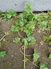 Malva pusilla
