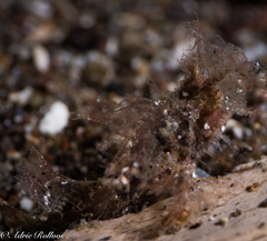 Pteroidichthys amboinensis