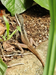 Tropicagama temporalis