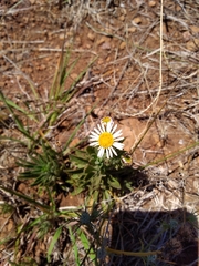 Hysterionica resinosa