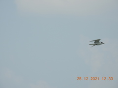 Gelochelidon nilotica